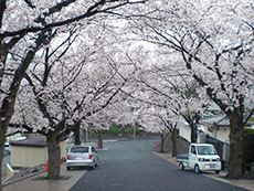 お花見[写真]